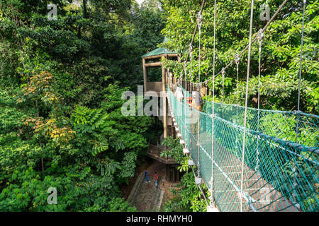 Vue de l'auvent à pied dans la forêt KL Eco Park à Kuala Lumpur, Malaisie Banque D'Images