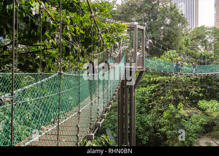 Vue de l'auvent à pied dans la forêt KL Eco Park à Kuala Lumpur, Malaisie Banque D'Images