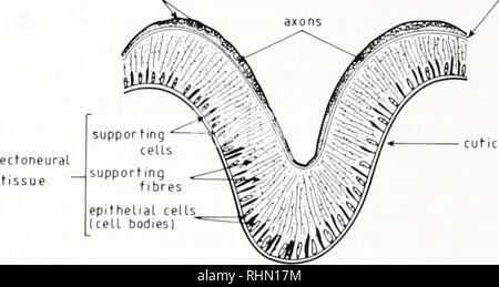 . Le bulletin biologique. Biologie ; zoologie ; biologie ; biologie marine. Ampoule du plexus nerveux sous-épithéliaux ( hyponeural thiagobum longitudinales corps cellulaire membrane de sous-sol. La figure 1. Représentation schématique du système nerveux chez Asterias. (A) d'une section composite montrant du bras de l'anatomie du système nerveux au niveau d'un pied du tube (côté gauche) et entre les pieds du tube (côté droit), (b) la section détaillée du nerf radial cordon. Le ectoneural épithélium, alternant entre sup- porter les cellules (Fig. 2c). Les sections longitudinales des nerfs radial corps cellulaires montrent le long de l'ensemble Banque D'Images