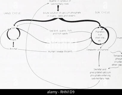 . Le bulletin biologique. Biologie ; zoologie ; biologie ; biologie marine. La figure 1. Cycle de phosphate de calcium dans la biosphère. La relation entre la vie végétale et animale de la terre et de la mer. (Reproduit avec permission ; de Nichols et Wasserman, 1971)., électrostatique et magnetic attractions au moment de la formation du soleil. La terre est en orbite autour du soleil. Formée comme la terre a été formé par attraction gravitationnelle. Par conséquent la planète grandit en taille. L'un des principaux constituants de la nouvelle planète a été cal- cium. Formé à partir de l'eau d'hydrogène et d'oxygène. Ce rempli le Banque D'Images