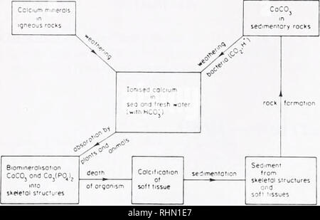 . Le bulletin biologique. Biologie ; zoologie ; biologie ; biologie marine. 196 F. J. WIERCINSKI. La figure 1. Cycle de phosphate de calcium dans la biosphère. La relation entre la vie végétale et animale de la terre et de la mer. (Reproduit avec permission ; de Nichols et Wasserman, 1971)., électrostatique et magnetic attractions au moment de la formation du soleil. La terre est en orbite autour du soleil. Formée comme la terre a été formé par attraction gravitationnelle. Par conséquent la planète grandit en taille. L'un des principaux constituants de la nouvelle planète a été cal- cium. Eau formée à partir d'hydrogène et d'o Banque D'Images