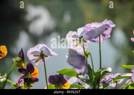 Jardin fleuri. Blooming fleurs pensées colorées Banque D'Images