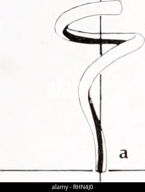 . Le bulletin biologique. Biologie ; zoologie ; biologie ; biologie marine. 538 JEAN-MARIE LE FRANC. La figure 17. Positions relatives des replis membranaires (noir) sur le filetage (clair) dans sa denture (a) et étendues (b) conditions. du mouvement relatif entre les replis de la membrane et du filet sans mouvement rotatif de leurs extrémités pendant l'extension de la cellule. C'est assuré par l'ancrage du thread dans le tentillar sonula la mésoglée et jonctions adherens junction liant les colloblast la tête à l'entourant de cellules épithéliales. C'est probablement sur cette dernière condition de colloblastes Banque D'Images