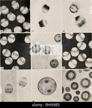 . Le bulletin biologique. Biologie ; zoologie ; biologie ; biologie marine. 434 KENYON S. TWEEDELL. 15 19 16 20 1. Veuillez noter que ces images sont extraites de la page numérisée des images qui peuvent avoir été retouchées numériquement pour plus de lisibilité - coloration et l'aspect de ces illustrations ne peut pas parfaitement ressembler à l'œuvre originale.. Laboratoire de biologie marine de Woods Hole (Massachusetts), ) ; Laboratoire de biologie marine de Woods Hole (Massachusetts), ). Rapport annuel 1907/08-1952 ; Lillie, Frank Rattray, 1870-1947 ; Carl Moore, Richard, 1892- ; Redfield, Alfred Clarence, 1890-1983. Woods Hole (Massachusetts) : La Biologie Marine Banque D'Images