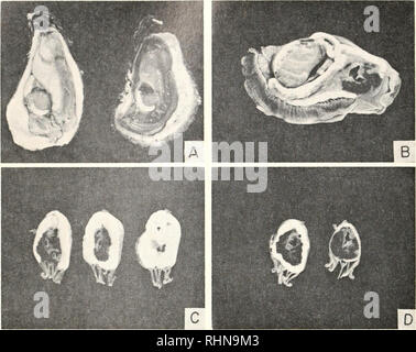 . Le bulletin biologique. Biologie ; zoologie ; biologie ; biologie marine. 54S [CTOK J . OOSANOFF 1. D FIGURE 1. (Iem/nd l'état des gonades de mûres et d'engendré les huîtres. A. venu, unspawned d'huîtres adultes environ 3- : pouces de long, avec de grandes, de couleur crème gonacl (à gauche), et une personne ayant presque entièrement déchargée des gonades (droite). B. section longitudinale par corps d'huîtres adultes, montrant bien développée, les gonades de couleur crème couche qui entoure les diverticules digestifs et de l'estomac. C. cross-sections à l'huître mûrs montrant la variation de l'épaisseur de la couche des gonades dans différentes parties de l'e Banque D'Images