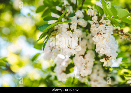 Branche d'acacia en fleurs le printemps arrive. Banque D'Images