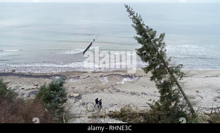 Rostock, Allemagne. Jan 31, 2019. À la plage de la mer Baltique dans la région de Deer firs de Rostocker Heide il y a des arbres sur la plage, qui ont été emportées par les deux marées de tempête au début de l'année. Dans les premiers jours de la nouvelle année, la mer Baltique "volé" à plusieurs mètres de forêt côtière. (Photo aérienne avec un bourdon /copter) Crédit : Bernd Wüstneck/dpa/Alamy Live News Banque D'Images