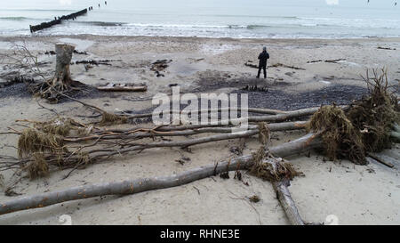 Rostock, Allemagne. Jan 31, 2019. À la plage de la mer Baltique dans la région de Deer firs de Rostocker Heide il y a des arbres sur la plage, qui ont été emportées par les deux marées de tempête au début de l'année. Dans les premiers jours de la nouvelle année, la mer Baltique "volé" à plusieurs mètres de forêt côtière. (Photo aérienne avec un bourdon /copter) Crédit : Bernd Wüstneck/dpa/Alamy Live News Banque D'Images