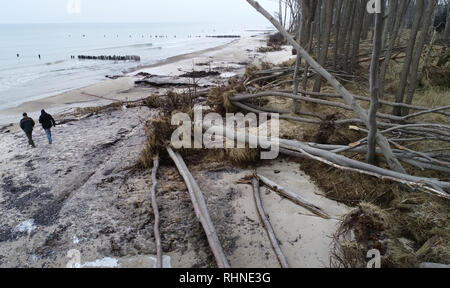 Rostock, Allemagne. Jan 31, 2019. À la plage de la mer Baltique dans la région de Deer firs de Rostocker Heide il y a des arbres sur la plage, qui ont été emportées par les deux marées de tempête au début de l'année. Dans les premiers jours de la nouvelle année, la mer Baltique "volé" à plusieurs mètres de forêt côtière. (Photo aérienne avec un bourdon /copter) Crédit : Bernd Wüstneck/dpa/Alamy Live News Banque D'Images