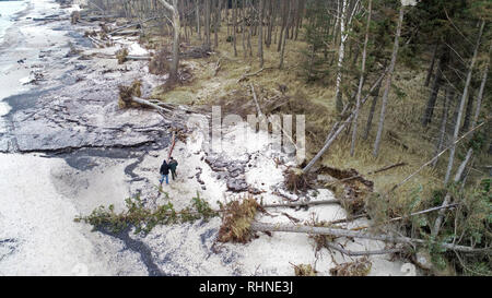 Rostock, Allemagne. Jan 31, 2019. À la plage de la mer Baltique dans la région de Deer firs de Rostocker Heide il y a des arbres sur la plage, qui ont été emportées par les deux marées de tempête au début de l'année. Dans les premiers jours de la nouvelle année, la mer Baltique "volé" à plusieurs mètres de forêt côtière. (Photo aérienne avec un bourdon /copter) Crédit : Bernd Wüstneck/dpa/Alamy Live News Banque D'Images