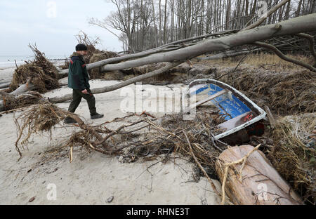 Rostock, Allemagne. Jan 31, 2019. Stefan Schlüter, forestier de district dans le Wiethagen Bureau forestier de la ville, se dresse sur la plage de la mer Baltique dans la région de chevreuils dans le firs Rostock Heath, où de nombreux arbres ont été emportés par les deux ondes de tempête au début de l'année. Dans les premiers jours de la nouvelle année, la mer Baltique "volé" à plusieurs mètres de forêt côtière. Crédit : Bernd Wüstneck/dpa/Alamy Live News Banque D'Images
