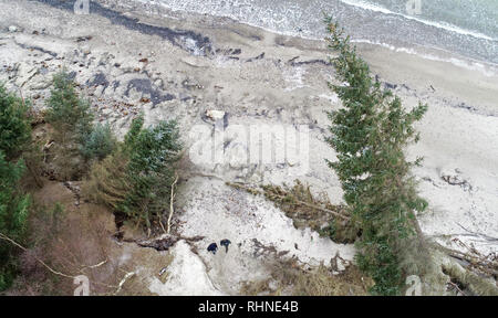 Rostock, Allemagne. Jan 31, 2019. À la plage de la mer Baltique dans la région de Deer firs de Rostocker Heide il y a des arbres sur la plage, qui ont été emportées par les deux marées de tempête au début de l'année. Dans les premiers jours de la nouvelle année, la mer Baltique "volé" à plusieurs mètres de forêt côtière. (Photo aérienne avec un bourdon /copter) Crédit : Bernd Wüstneck/dpa/Alamy Live News Banque D'Images