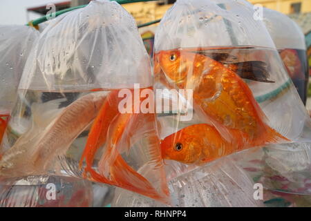 Hanoi, Vietnam. 28 janvier, 2019. Un poissonnier à Hanoi montre ses biens le jour de la 'Cuisine' de Dieu. Les poissons sont vendus aux clients pour l'année à venir, ils devraient porter chance s'ils sont libérés. (Dpa ' Goldfish pour Jade empereurs : rites religieux sont durables au Vietnam' à partir de 04.02.2019) Crédit : Bennett Murray/dpa/Alamy Live News Banque D'Images