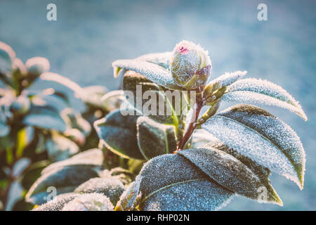 Plante Camellia bud et laisse sur un matin froid de gel en hiver Banque D'Images