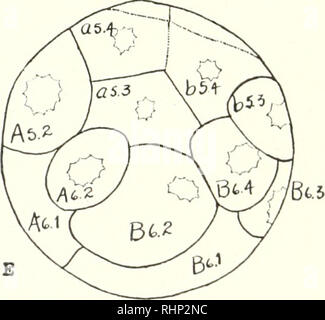 . Le bulletin biologique. Biologie ; zoologie ; biologie ; biologie marine. E Figure 5. Vingt-deux cellules stade. A. pôle animal ; ch. n.-chorda-neuronale ; crescent. mes-croissant mésodermiques ; circuit-ecto- micromeres cutanée, B. vue postérieure, C. côté gauche, D. vue antérieure, E. côté droit. premières cellules mésodermiques du Croissant-Rouge d'être à l'retournement interne des lèvres latérales du blas- topore sont des cellules du mésenchyme qui viennent à se coucher sur le ventre dans la région du tronc de l'embryon. Les cellules qui convergent vers la ligne médiane pour former les lèvres latérales après le invaginates du mésenchyme sont de présomption de cellules musculaires de la queue. La finale Banque D'Images