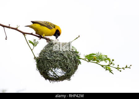 Le sud de l'installation des oiseaux Weaver masqué la Namibie Banque D'Images