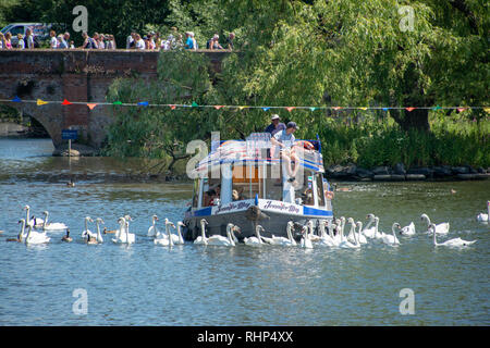 Stratford Upon Avon, Warwickshire, Angleterre 30 juin 2018 Festival annuel River Canal and River Tours voyage voile entouré par des cygnes et bridge en zone Banque D'Images