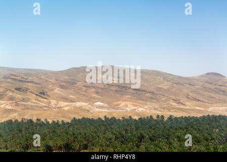 Oasis à Tamerza dans le désert du Sahara en Tunisie Banque D'Images
