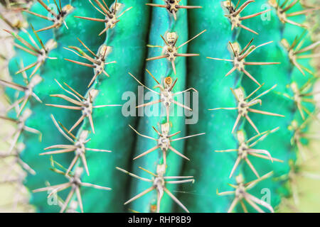 Cactus Design de mode. Stillife minimale. Des couleurs vives à la mode. Ambiance néon vert Banque D'Images