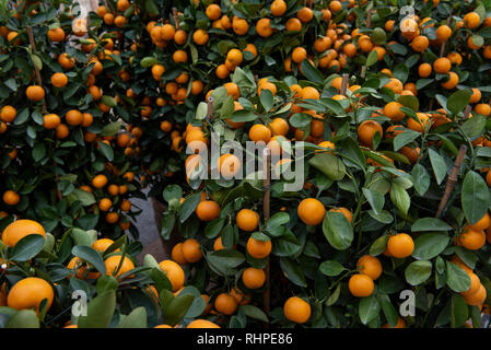 Kumquats, également connu sous le nom de la mandarine, des arbres pour vendre à Hong Kong vu pendant les préparatifs. L'ancienne colonie britannique de Hong Kong se prépare pour le Nouvel An Chinois Lunaire 2019. Les gens de la ville sont occupés à décorer pour accueillir l'année du cochon. Banque D'Images