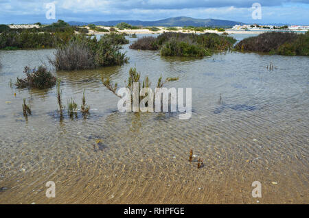 Les marais salés dans l'île de Armona, partie du Parc Naturel de la Ria Formosa dans la région du sud-ouest de l'Algarve Portugal Banque D'Images