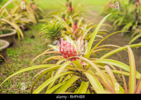 Une culture d'ananas rouge à la plantation, la Malaisie Banque D'Images