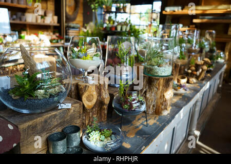 Westport, CT USA. Nov 2018. Shopping pour terrariums en verre de différentes formes et dimensions, à un magasin de décoration de jardin Accueil Banque D'Images