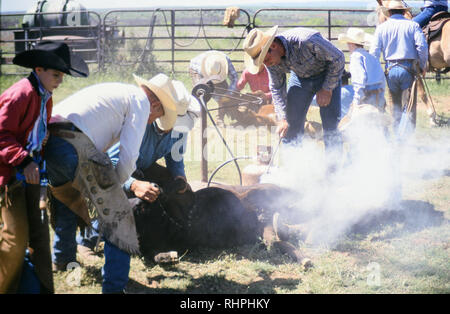 Cow-boys dans un ranch au Texas prendre part à une marque le printemps ! Banque D'Images