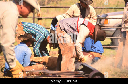 Cowboy en premier plan, à un ressort de marque, en tenant un fer à marquer sur un feu alimenté au propane utilisé pour chauffer un fer à repasser de marque tandis qu'un autre marques cowboy un veau Banque D'Images