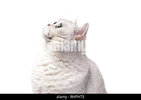 La Lorthair chat Smoky isolé sur blanc est en attente. Banque D'Images