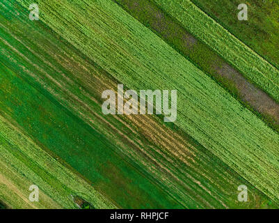 Des formes géométriques abstraites de parcelles agricoles de différentes cultures en vert et jaune. Vue aérienne de haut en bas des terres agricoles en Lituanie. Sunny Banque D'Images