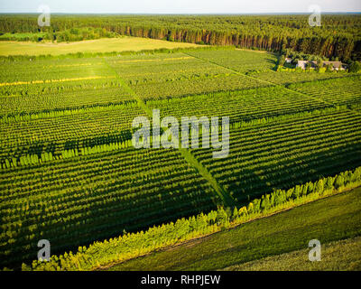 Les formes géométriques des parcelles agricoles des champs de bleuets de couleur verte. Vue aérienne des terres agricoles en Lituanie. Beau soir d'été. Banque D'Images