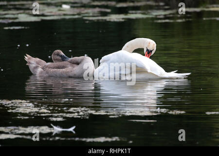 Couper le son des cygnes dans la réserve naturelle Banque D'Images