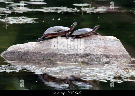 La tortue peinte dans l'Ontario Grafton Marsh Banque D'Images