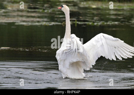 Couper le cygne dans la réserve naturelle Banque D'Images