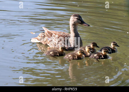 Cane colvert avec six oisons Banque D'Images