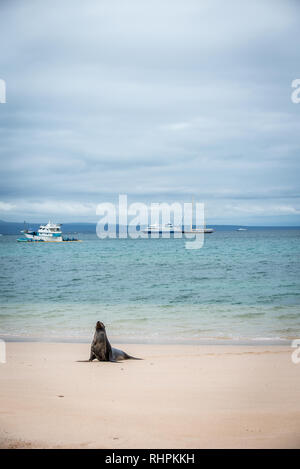 Lion de mer sur la plage à Galápagos Banque D'Images