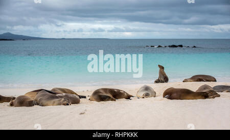 Les Lions de mer sur la plage à Galápagos Banque D'Images