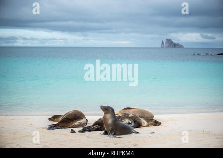 Les Lions de mer sur la plage à Galápagos Banque D'Images