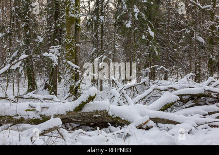 Matin d'hiver de neige juste après, la forêt de Bialowieza, Pologne, Europe Banque D'Images