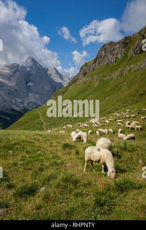 Moutons en face de l'imposant mont Marmolada dans les Dolomites en Italie. Banque D'Images