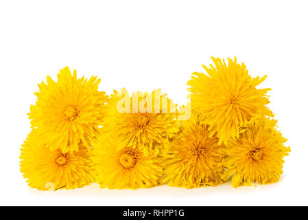 Fleurs de pissenlit isolé sur fond blanc Banque D'Images