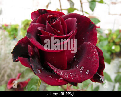 Grosse goutte Eau de Rose Rouge foncé Banque D'Images