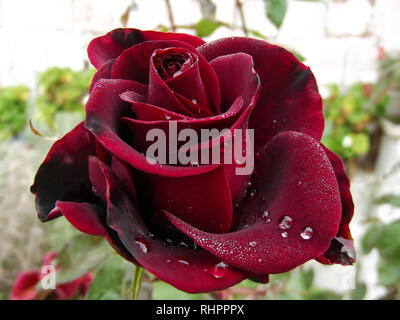 Grosse goutte Eau de Rose Rouge foncé Banque D'Images