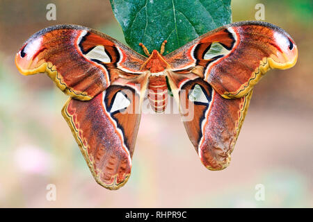 Papillon plus grand dans le monde est assis sur une feuille , la nature sauvage Banque D'Images