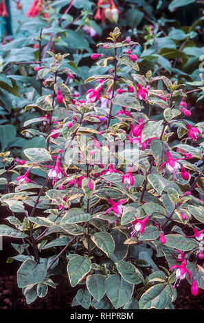 Fuchsia Rosecroft la beauté est une bush fuchsia qui fleurit en été idéal en plein soleil ou ombre partielle et est entièrement hardy bon pour frontières Banque D'Images