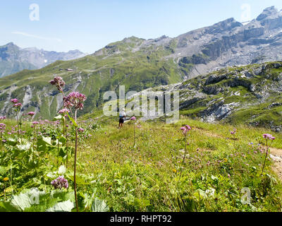 Engelberg, Suisse - 1 août 2017 : dans le paysage alpin région Titlis Banque D'Images