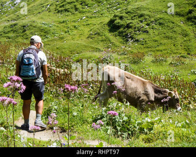 Engelberg, Suisse - 1 août 2017 : les vaches de pâturage dans la région Titlis Banque D'Images