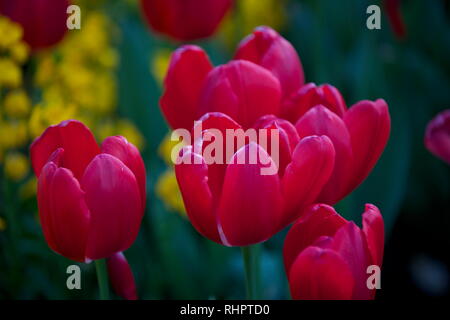 Le roi tulipes rouges en fleurs Banque D'Images