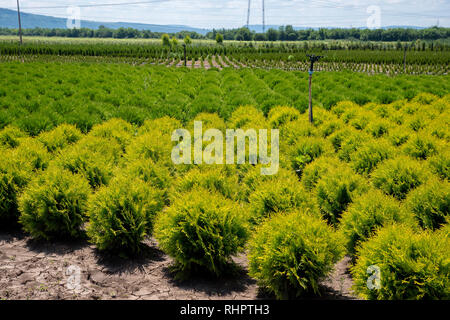 Pépinière de cèdre. La plantation de conifères verts naturels en plein air jardin thuja. Banque D'Images